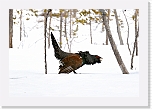capercaillie metso_3083 * 2304 x 1569 * (1.83MB)